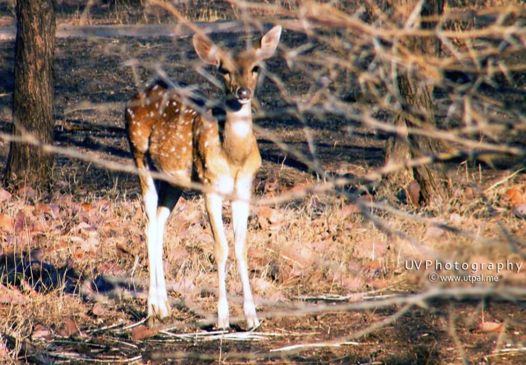 Photo Story : Flying Deer