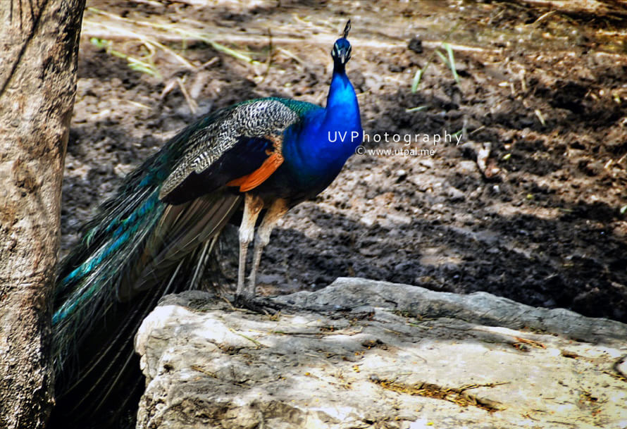 wait of a peacock